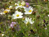 img0015.jpg