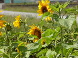 img0019.jpg