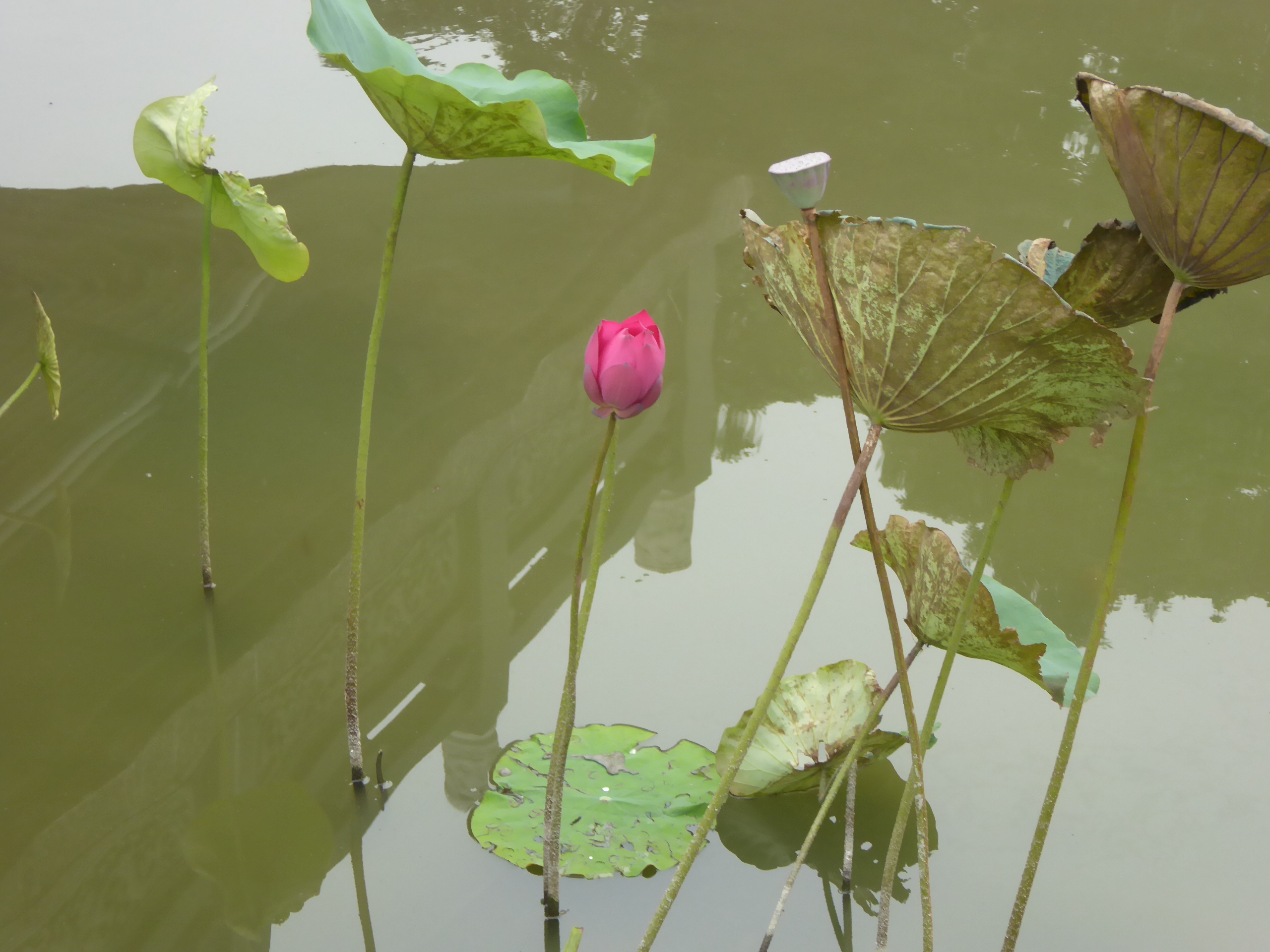 P1100438.JPG