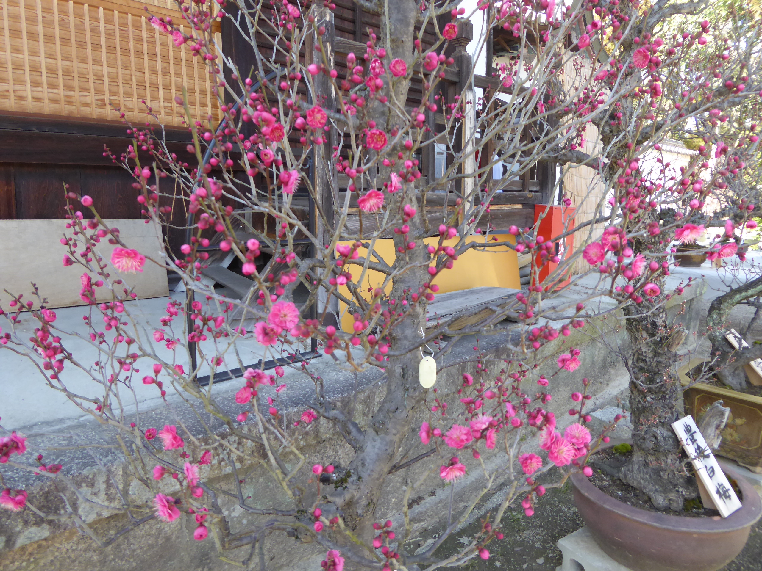 P1100955.JPG