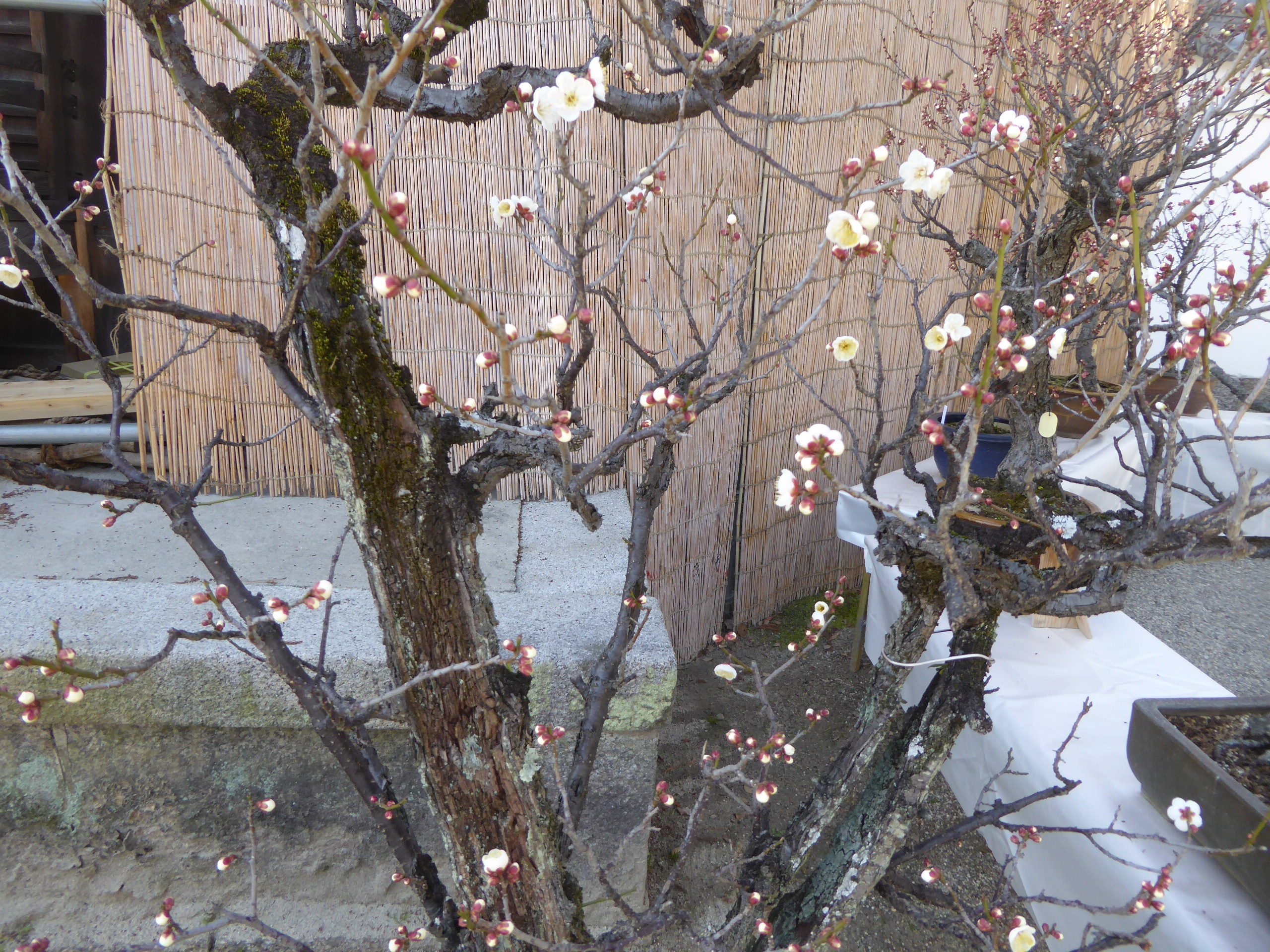 P1100959.JPG