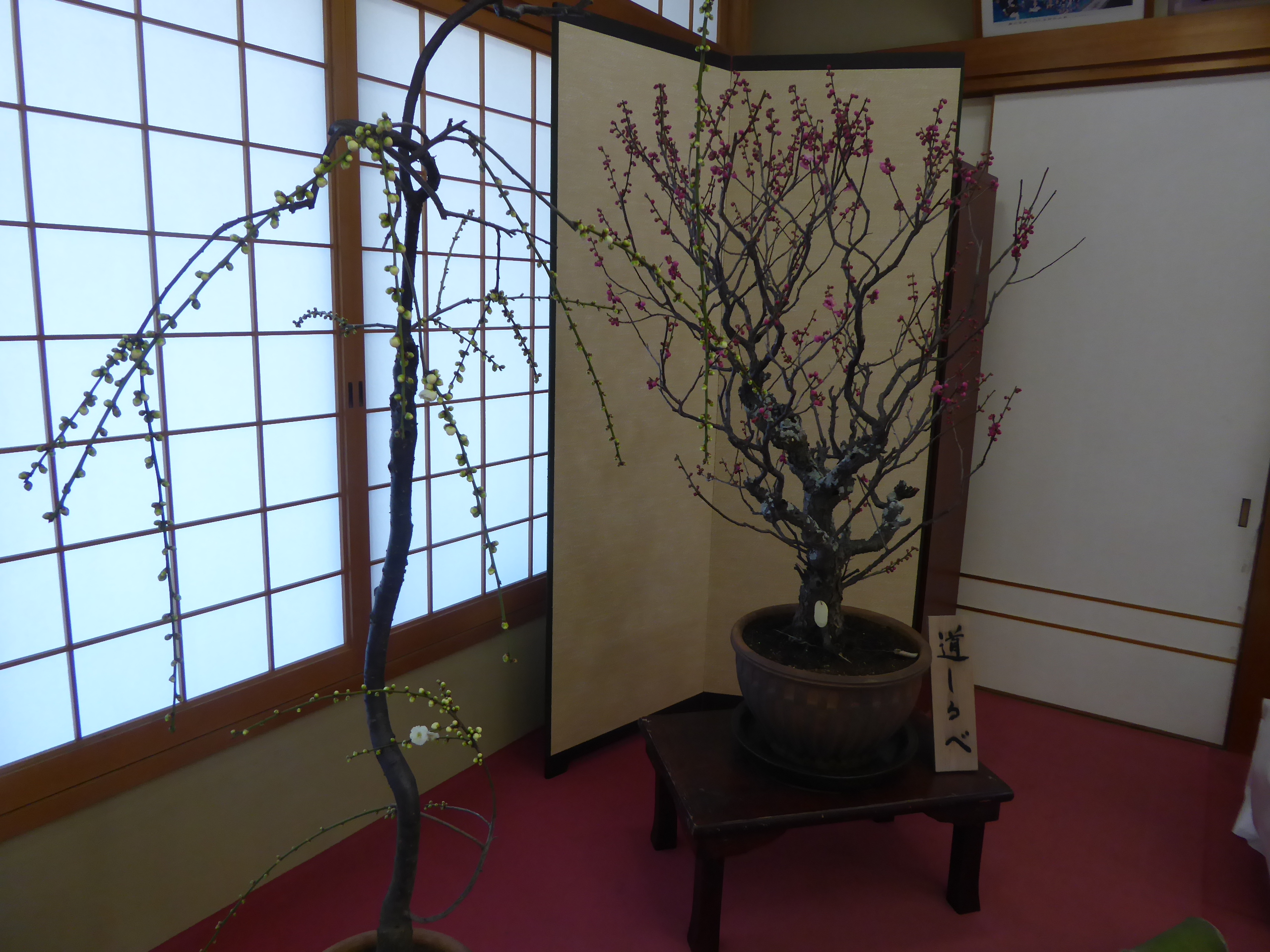 P1100973.JPG