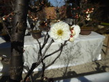 img0005.jpg