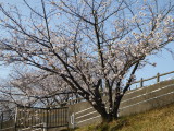 img0008.jpg