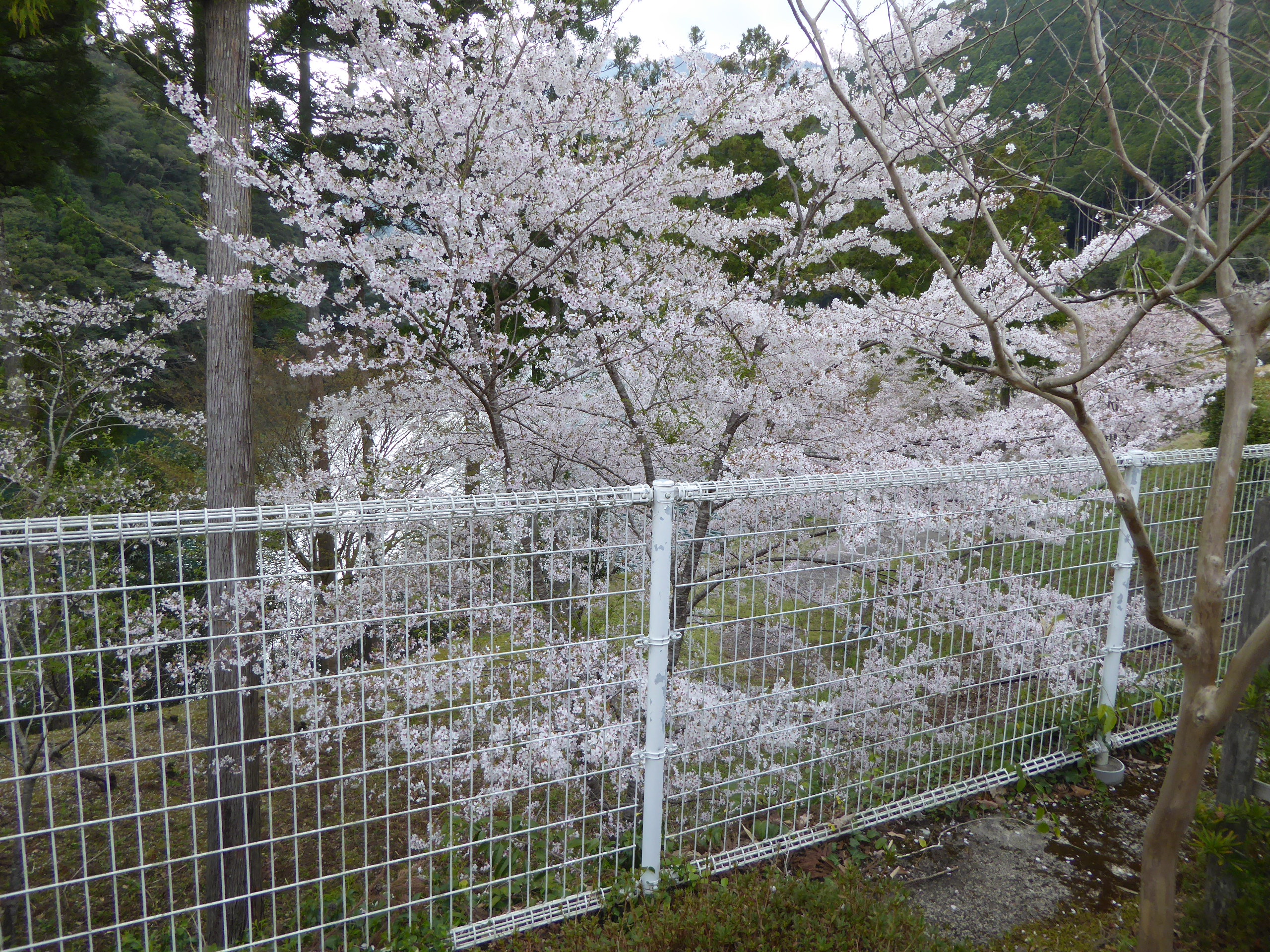 P1110223.JPG