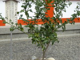 img0009.jpg