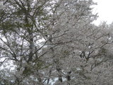 img0001.jpg