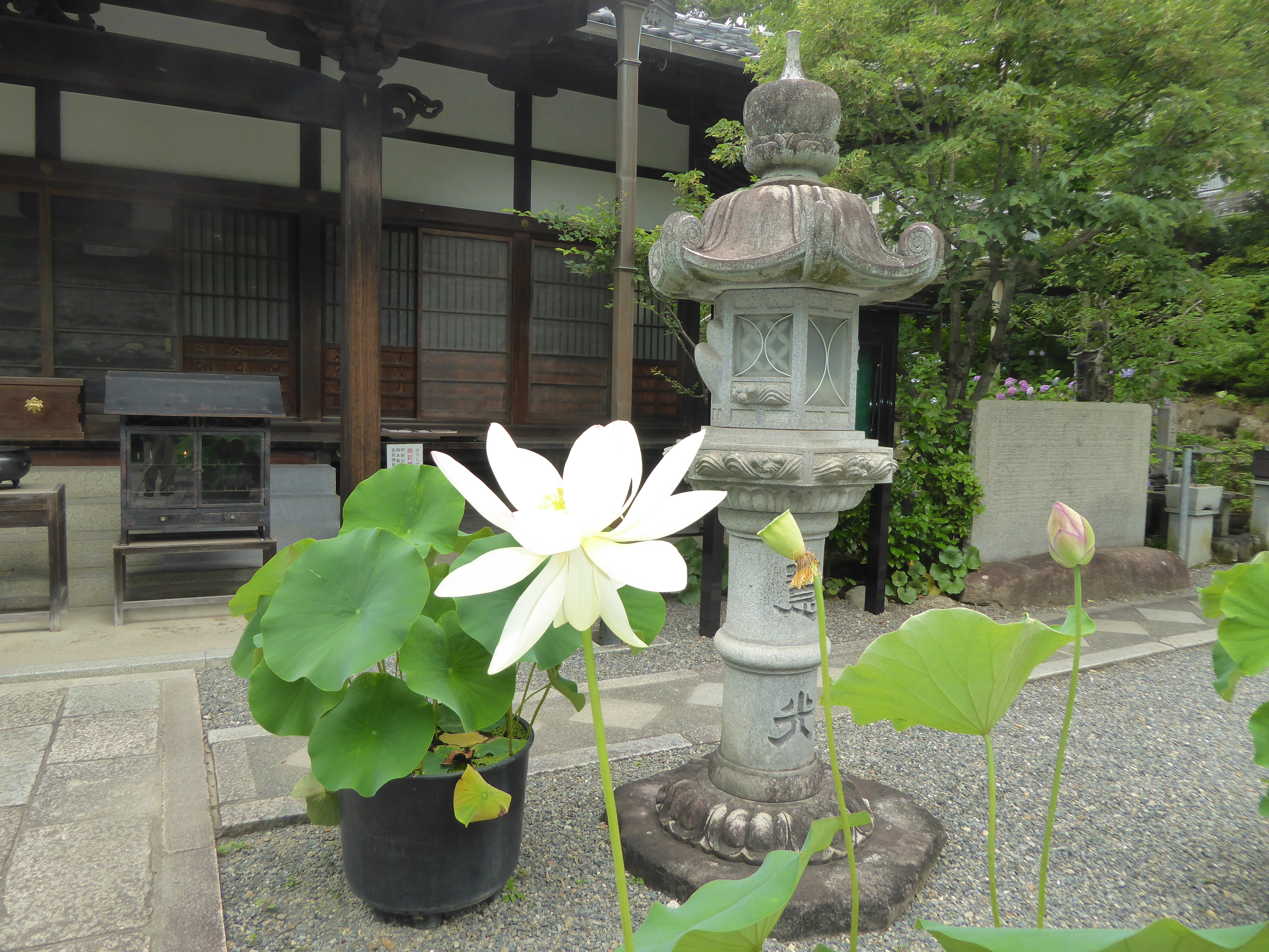 P1130724.JPG