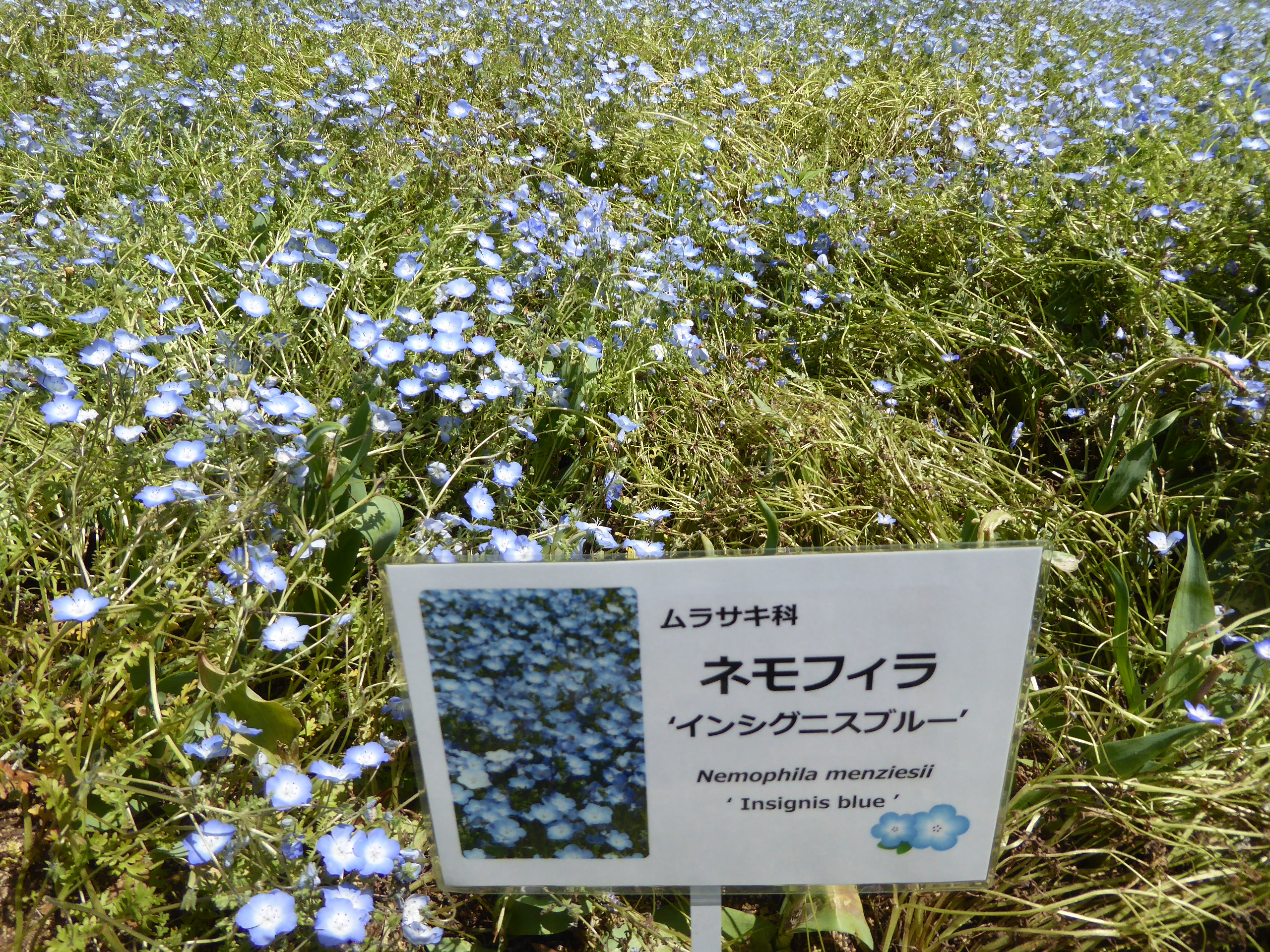 P1140156.JPG