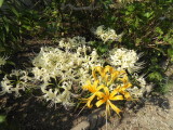 img0019.jpg